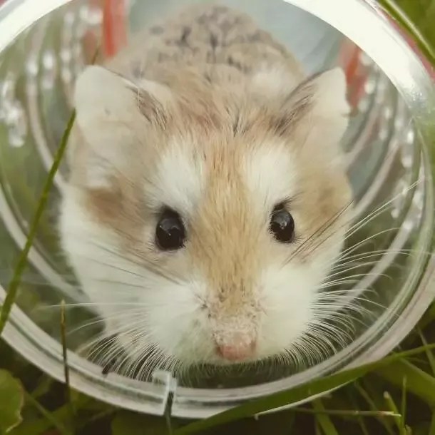 Zielstrebigkeit beim Ausstieg aus dem Hamsterrad